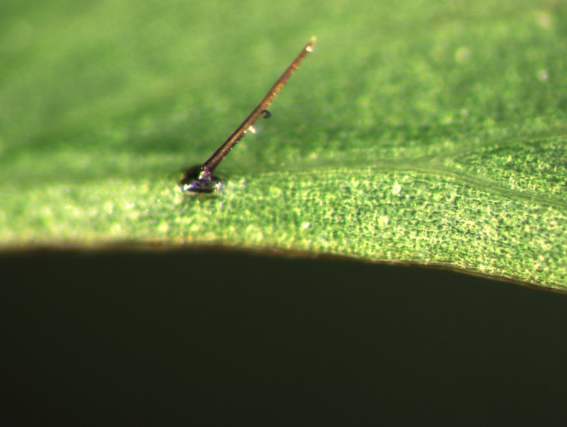 Adiantum Diaphanum The University Of Auckland